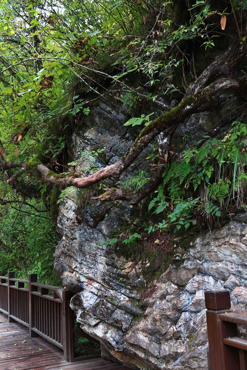 夢(mèng)回甘南仙境，探秘官鵝溝——開啟一場(chǎng)說走就走的自然與文化之旅